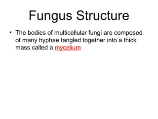 Fungus Structure
• The bodies of multicellular fungi are composed
of many hyphae tangled together into a thick
mass called a mycelium