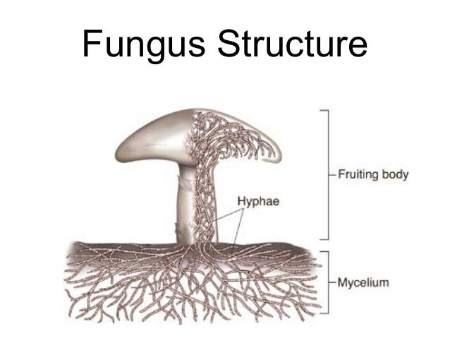 Fungi