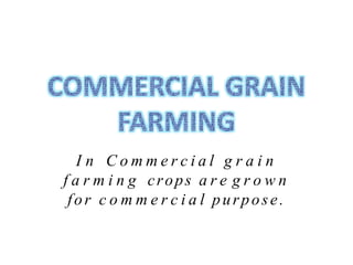 I n C o m m e r c i a l g r a i n
f a r m i n g crops a r e g r o w n
for c o m m e r c i a l purpose.
 