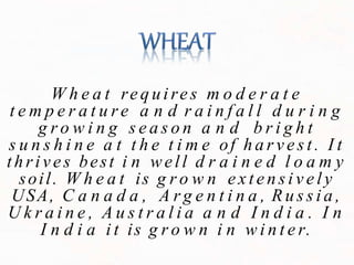 W h e a t requires m o d e r a t e
t e m p e r a t u re a n d r a i n f a l l d u r i n g
g r o w i n g s e a s o n a n d b r i g h t
s u n s h i n e a t t h e t i m e of h a r v e s t . I t
thrives best i n well d r a i n e d l o a m y
soil. W h e a t is g r o w n e x t e n s i v e l y
USA, C a n a d a , A r g e n t i n a , R u s s i a ,
U k r a i n e , A u s t r a l i a a n d I n d i a . I n
I n d i a i t is g r o w n i n w i n t e r.
 