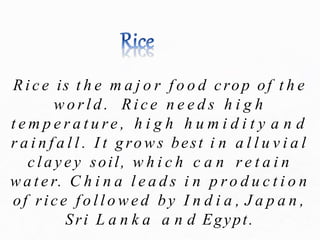 R i c e is t h e m a j o r f o o d crop of t h e
w o r l d . R i c e n e e d s h i g h
t e m p e r a t u re , h i g h h u m i d i t y a n d
r a i n f a l l . I t grows best i n a l l u v i a l
c l a y e y soil, w h i c h c a n r e t a i n
w a t e r. C h i n a l e a d s i n p r o d u c t i o n
of rice f o l l o w e d by I n d i a , J a p a n ,
Sri L a n k a a n d Egypt.
 