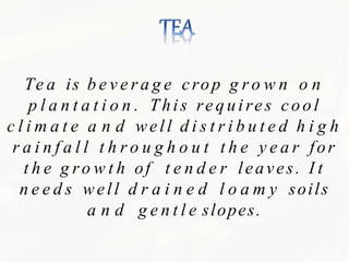 Te a is b e v e r a g e crop g r o w n o n
p l a n t a t i o n . This requires cool
c l i m a t e a n d well d i s t r i b u t e d h i g h
r a i n f a l l t h r o u g h o u t t h e y e a r for
t h e g ro w t h of t e n d e r leaves. I t
n e e d s well d r a i n e d l o a m y soils
a n d g e n t l e slopes.
 