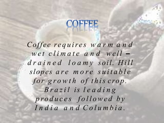 Coffee requires w a r m a n d
w e t c l i m a t e a n d well –
d r a i n e d l o a m y soil. Hill
slopes a r e m o r e s u i t a b l e
for g ro w t h of th is crop.
B r a z i l is l e a d i n g
p ro d u c e s f o l l o w e d by
I n d i a a n d C o l u m b i a .
 