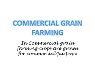 In Commercial grain
farming crops are grown
for commercial purpose.
 