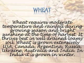 Wheat requires moderate
temperature and rainfall during
growing season and bright
sunshine at the time of harvest. It
thrives best in well drained loamy
soil. Wheat is grown extensively
USA, Canada, Argentina, Russia,
Ukraine, Australia and India. In
India it is grown in winter.
 