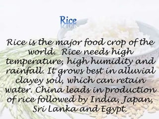 Rice is the major food crop of the
world. Rice needs high
temperature, high humidity and
rainfall. It grows best in alluvial
clayey soil, which can retain
water. China leads in production
of rice followed by India, Japan,
Sri Lanka and Egypt.
 