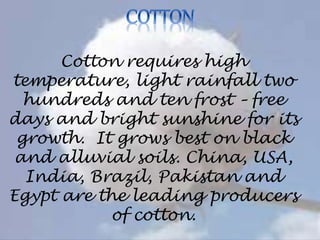 Cotton requires high
temperature, light rainfall two
hundreds and ten frost – free
days and bright sunshine for its
growth. It grows best on black
and alluvial soils. China, USA,
India, Brazil, Pakistan and
Egypt are the leading producers
of cotton.
 