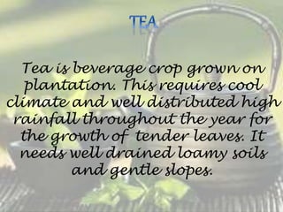 Tea is beverage crop grown on
plantation. This requires cool
climate and well distributed high
rainfall throughout the year for
the growth of tender leaves. It
needs well drained loamy soils
and gentle slopes.
 