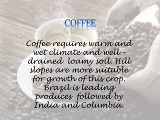 Coffee requires warm and
wet climate and well –
drained loamy soil. Hill
slopes are more suitable
for growth of this crop.
Brazil is leading
produces followed by
India and Columbia.
 