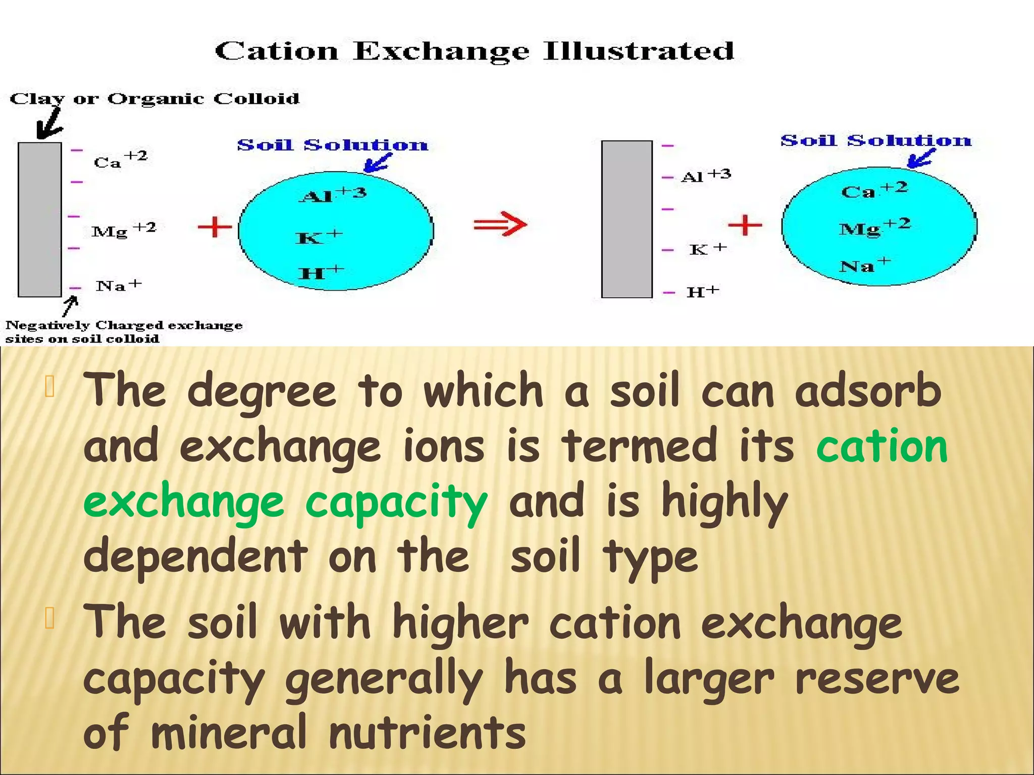  The degree to which a soil can adsorb
and exchange ions is termed its cation
exchange capacity and is highly
dependent on the soil type
 The soil with higher cation exchange
capacity generally has a larger reserve
of mineral nutrients
 