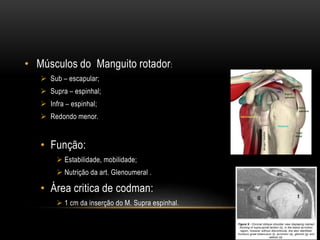 • Músculos do Manguito rotador:
 Sub – escapular;
 Supra – espinhal;
 Infra – espinhal;
 Redondo menor.
• Função:
 Estabilidade, mobilidade;
 Nutrição da art. Glenoumeral .
• Área critica de codman:
 1 cm da inserção do M. Supra espinhal.
 