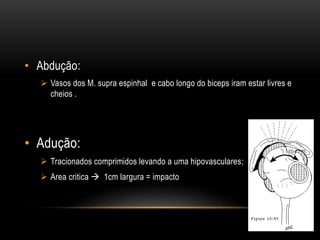 • Abdução:
 Vasos dos M. supra espinhal e cabo longo do biceps iram estar livres e
cheios .
• Adução:
 Tracionados comprimidos levando a uma hipovasculares;
 Area critica  1cm largura = impacto
 