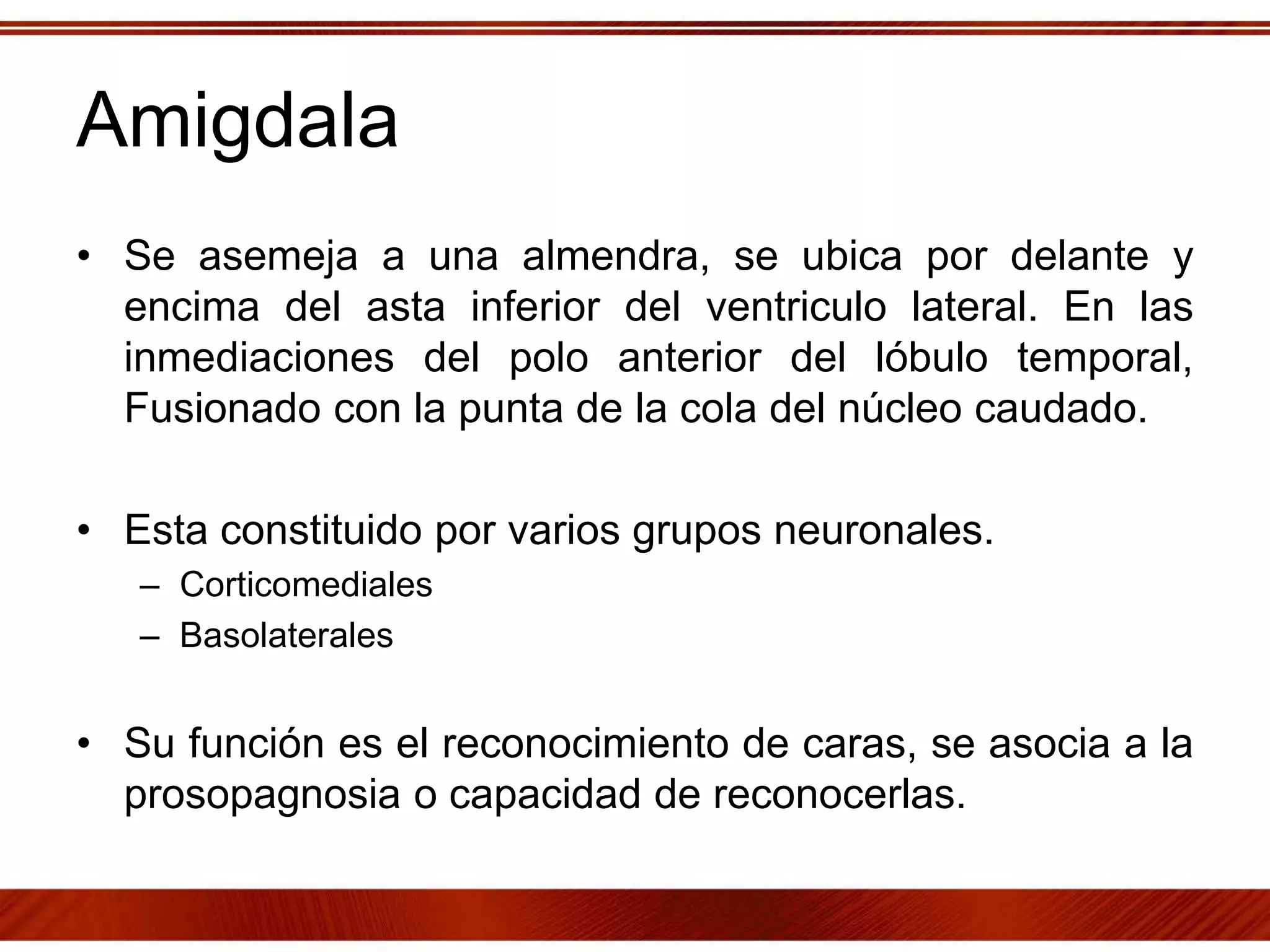 Amigdala
• Se asemeja a una almendra, se ubica por delante y
encima del asta inferior del ventriculo lateral. En las
inmediaciones del polo anterior del lóbulo temporal,
Fusionado con la punta de la cola del núcleo caudado.
• Esta constituido por varios grupos neuronales.
– Corticomediales
– Basolaterales
• Su función es el reconocimiento de caras, se asocia a la
prosopagnosia o capacidad de reconocerlas.
 