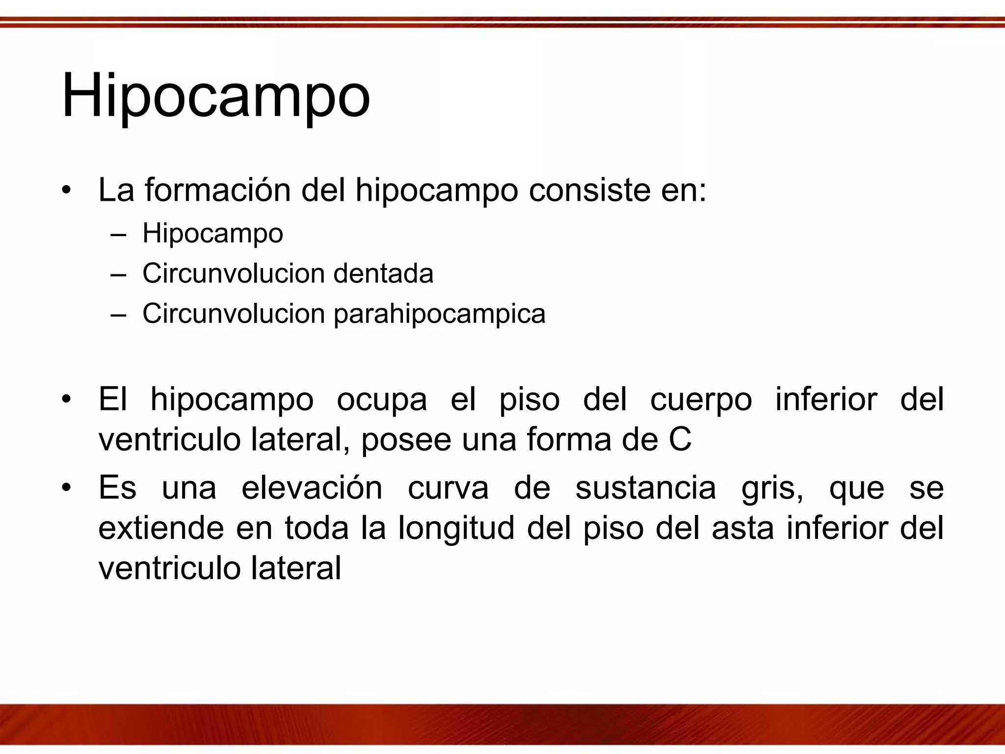 Hipocampo
• La formación del hipocampo consiste en:
– Hipocampo
– Circunvolucion dentada
– Circunvolucion parahipocampica
• El hipocampo ocupa el piso del cuerpo inferior del
ventriculo lateral, posee una forma de C
• Es una elevación curva de sustancia gris, que se
extiende en toda la longitud del piso del asta inferior del
ventriculo lateral
 