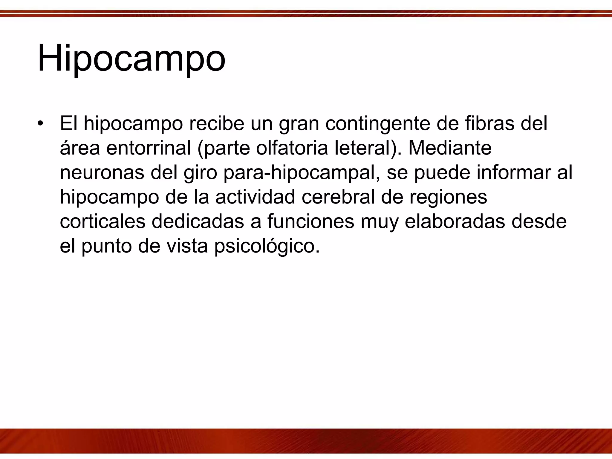 Hipocampo
• El hipocampo recibe un gran contingente de fibras del
área entorrinal (parte olfatoria leteral). Mediante
neuronas del giro para-hipocampal, se puede informar al
hipocampo de la actividad cerebral de regiones
corticales dedicadas a funciones muy elaboradas desde
el punto de vista psicológico.
 
