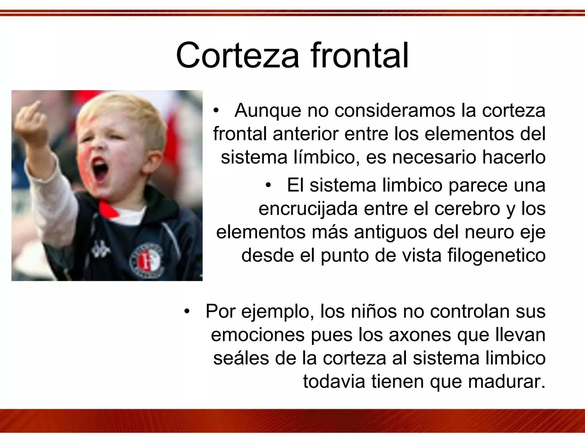 Corteza frontal
• Aunque no consideramos la corteza
frontal anterior entre los elementos del
sistema límbico, es necesario hacerlo
• El sistema limbico parece una
encrucijada entre el cerebro y los
elementos más antiguos del neuro eje
desde el punto de vista filogenetico
• Por ejemplo, los niños no controlan sus
emociones pues los axones que llevan
seáles de la corteza al sistema limbico
todavia tienen que madurar.
 