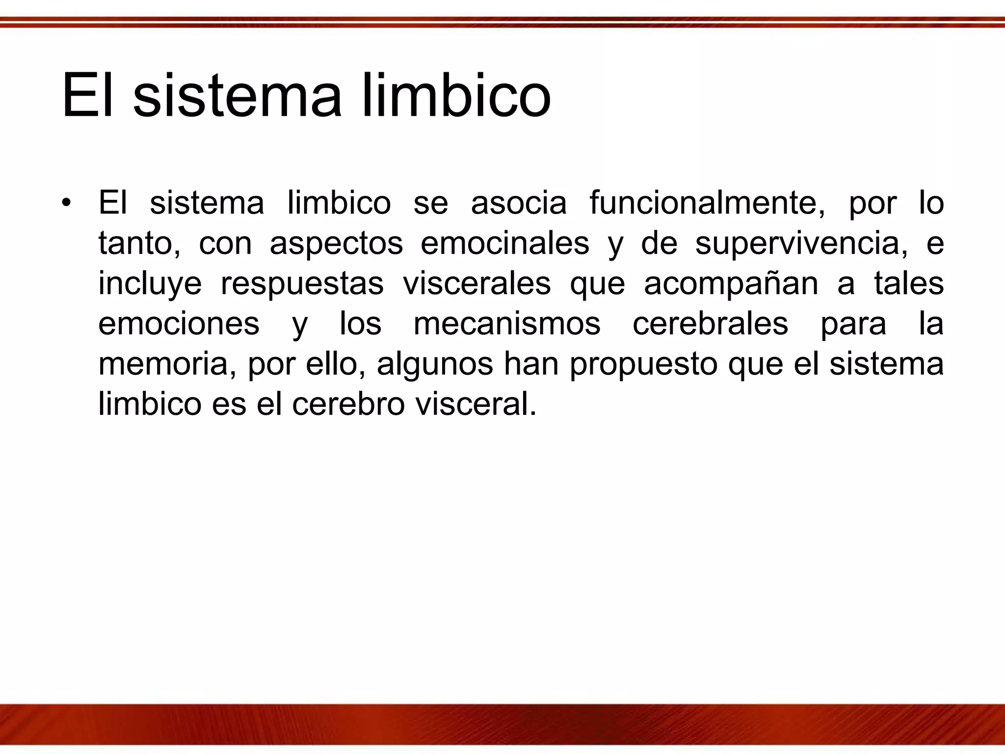 El sistema limbico
• El sistema limbico se asocia funcionalmente, por lo
tanto, con aspectos emocinales y de supervivencia, e
incluye respuestas viscerales que acompañan a tales
emociones y los mecanismos cerebrales para la
memoria, por ello, algunos han propuesto que el sistema
limbico es el cerebro visceral.
 