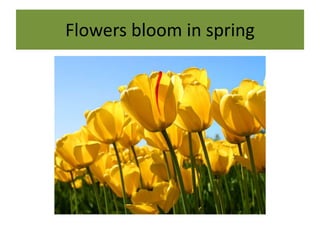 Flowers bloom in spring
 