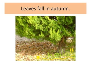 Leaves fall in autumn.
 