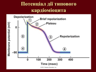 Потенціал дії типового
кардіоміоцита
 