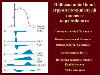 Найважливіші іонні
струми потенціалу дії
типового
кардіоміоцита
Потенціал-залежні Na канали
Потенціал-залежні К канали
Низькопорогові Са канали
Калієві канали hERG
Потенціал-залежні К канали
Калієві канали
Na/Ca обмінник
 
