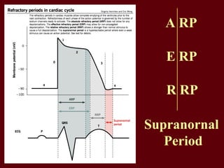 A RP
E RP
R RP
Supranornal
Period
 