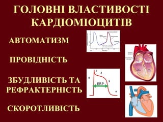 ГОЛОВНІ ВЛАСТИВОСТІ
КАРДІОМІОЦИТІВ
АВТОМАТИЗМ
ПРОВІДНІСТЬ
ЗБУДЛИВІСТЬ ТА
РЕФРАКТЕРНІСТЬ
СКОРОТЛИВІСТЬ
 