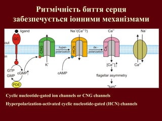 Cyclic nucleotide-gated ion channels or CNG channels
Hyperpolarization-activated cyclic nucleotide-gated (HCN) channels
Ритмічність биття серця
забезпечується іонними механізмами
 