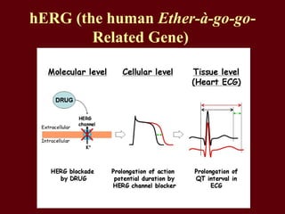 hERG (the human Ether-à-go-go-
Related Gene)
 