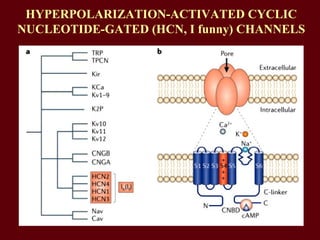 HYPERPOLARIZATION-ACTIVATED CYCLIC
NUCLEOTIDE-GATED (HCN, I funny) CHANNELS
 