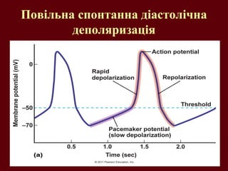 Повільна спонтанна діастолічна
деполяризація
 