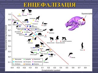 ЕНЦЕФАЛІЗАЦІЯЕНЦЕФАЛІЗАЦІЯ
 