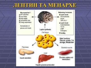 ЛЕПТИН ТА МЕНАРХЕЛЕПТИН ТА МЕНАРХЕ
 