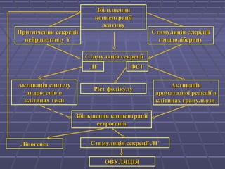 ЗбільшенняЗбільшення
концентраціїконцентрації
лептинулептину
Пригнічення секреціїПригнічення секреції
нейропептидунейропептиду YY
Стимуляція секреціїСтимуляція секреції
гонадоліберинугонадоліберину
Ріст фолікулуРіст фолікулу
Стимуляція секреціїСтимуляція секреції
АктиваціяАктивація
ароматазної реакції вароматазної реакції в
клітинах гранульозиклітинах гранульози
ФСГФСГЛГЛГ
Збільшення концентраціїЗбільшення концентрації
естрогенівестрогенів
Стимуляція секреціїСтимуляція секреції ЛГЛГ
ОВУЛЯЦІЯОВУЛЯЦІЯ
ЛіпогенезЛіпогенез
Активація синтезуАктивація синтезу
андрогенів вандрогенів в
клітинах текиклітинах теки
 