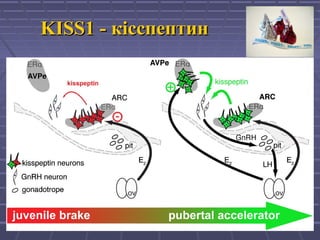 KISS1 -KISS1 - ккіісспептинсспептин
 