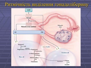 Ритмічність виділення гонадоліберинуРитмічність виділення гонадоліберину
 