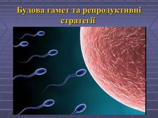 Будова гамет та репродуктивніБудова гамет та репродуктивні
стратегіїстратегії
 