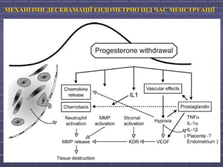 МЕХАНІЗМИ ДЕСКВАМАЦІЇ ЕНДОМЕТРІЮ ПІД ЧАС МЕНСТРУАЦІЇ
 