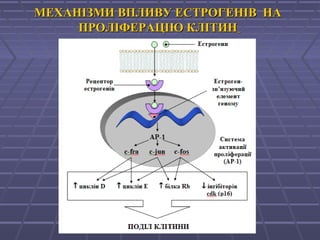 МЕХАНІЗМИ ВПЛИВУ ЕСТРОГЕНІВ НАМЕХАНІЗМИ ВПЛИВУ ЕСТРОГЕНІВ НА
ПРОЛІФЕРАЦІЮ КЛІТИНПРОЛІФЕРАЦІЮ КЛІТИН
 