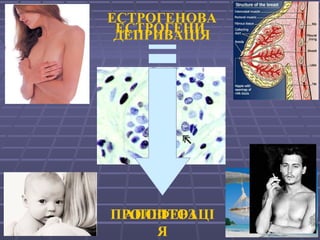 ПРОЛІФЕРАЦІ
Я
ЕСТРОГЕНИ
АПОПТОЗ
ЕСТРОГЕНОВА
ДЕПРИВАЦІЯ
 