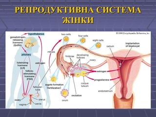 РЕПРОДУКТИВНА СИСТЕМАРЕПРОДУКТИВНА СИСТЕМА
ЖІНКИЖІНКИ
 