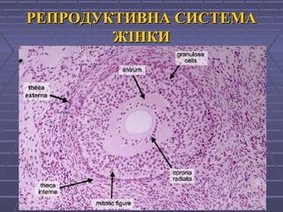 РЕПРОДУКТИВНА СИСТЕМАРЕПРОДУКТИВНА СИСТЕМА
ЖІНКИЖІНКИ
 
