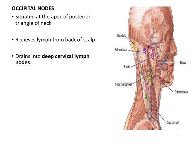 Surgical Anatomy Of Lymph Nodes