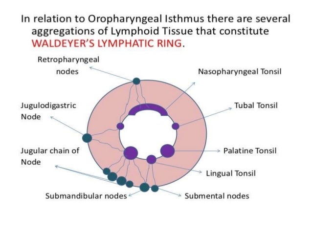 ØµÙØ¯ÙØ§ÙÙ ÙØ­Ø§Ø°Ø§Ø© Ø®Ø·Ø§Ø¨ Waldeyer Ring Anatomy Cecilymorrison Com