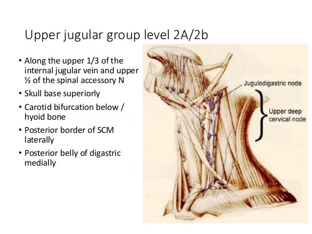 Surgical Anatomy of Lymph nodes