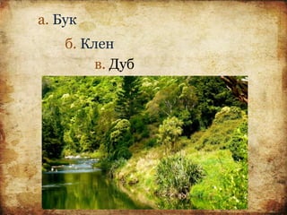 а. Бук
б. Клен
в. Дуб
 