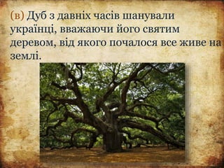 (в) Дуб з давніх часів шанували
українці, вважаючи його святим
деревом, від якого почалося все живе на
землі.
 