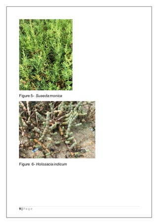9 | P a g e
Figure 5- Suaedamonica
Figure 6- Holosaciaindicum
 