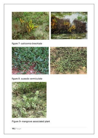 10 | P a g e
figure 7- salicornia brachiata
figure 8 -suaeda vermiculata
Figure 9- mangrove associated plant
 