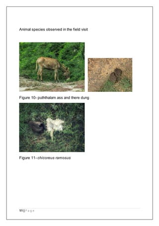 11 | P a g e
Animal species observed in the field visit
Figure 10- puththalam ass and there dung
Figure 11- chicoreus ramosus
 